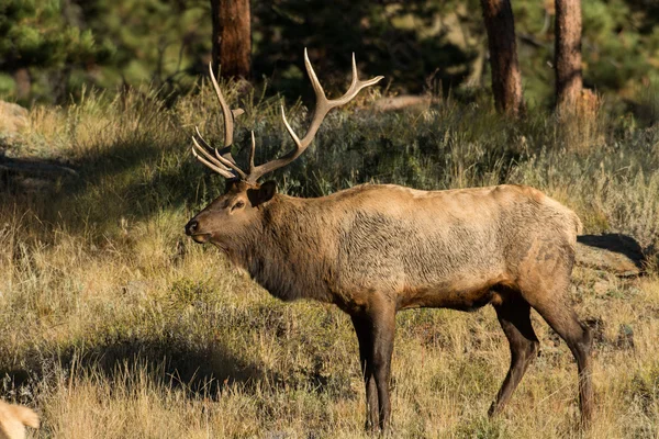 North American elk — Stock Photo, Image