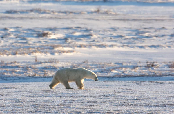 Самка белого медведя — стоковое фото