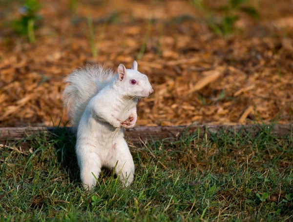 Esquilo branco na grama — Fotografia de Stock