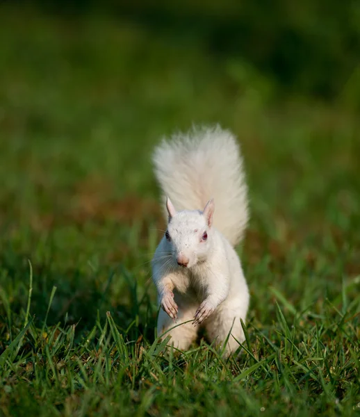Bílý veverka v trávě — Stock fotografie