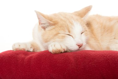 Paket üzerinde şirin kedi