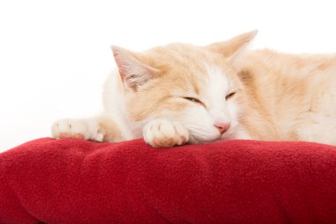 Paket üzerinde şirin kedi