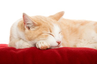 Paket üzerinde şirin kedi