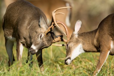 Ak kuyruklu geyik dolar