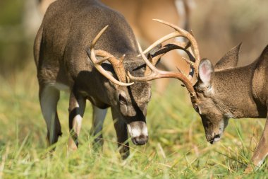 Ak kuyruklu geyik dolar