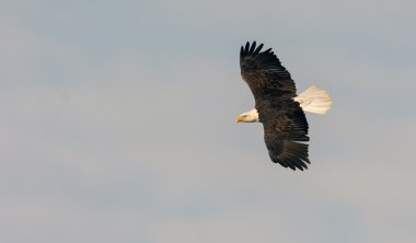 Adult bald eagle clipart