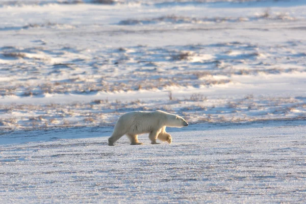 Oso polar hembra —  Fotos de Stock