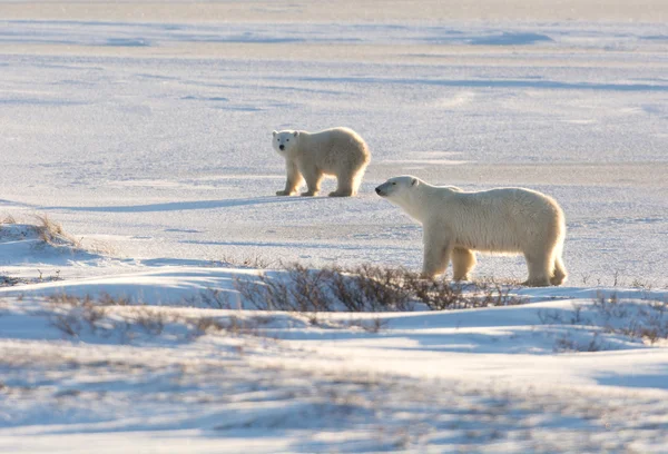 雌性北极熊和幼崽 — 图库照片