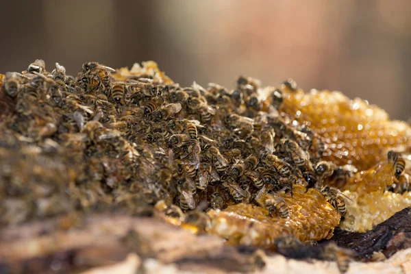 Miel de abejas —  Fotos de Stock
