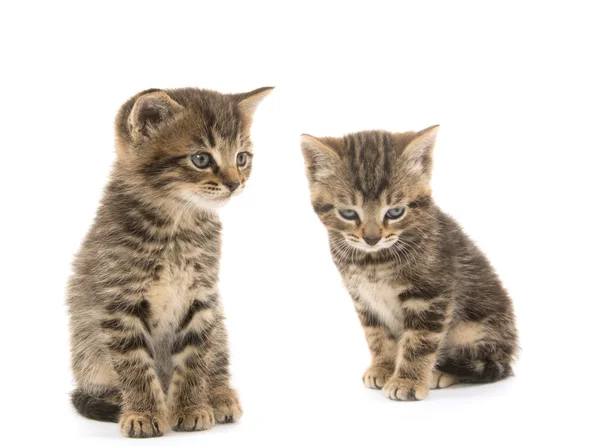 Två tabby kattungar — Stockfoto