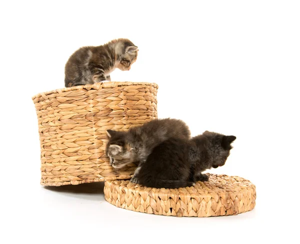 Cute kittens on basket — Stock Photo, Image