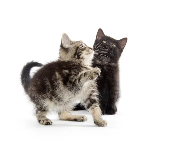 Twee kittens spelen — Stockfoto