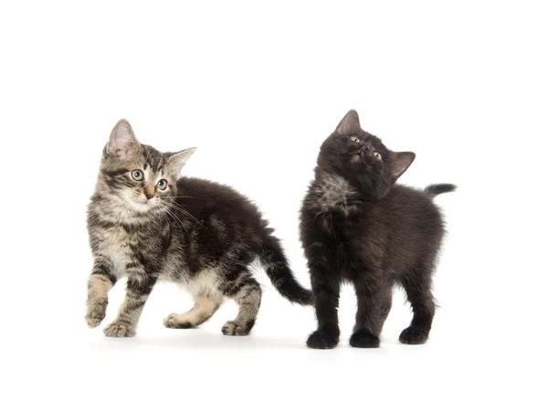 Two cute kittens — Stock Photo, Image