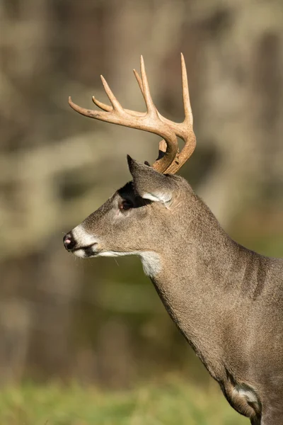 White-tailed deer bucks — Stock Photo, Image