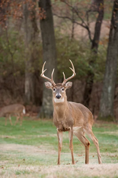 Cervo dalla coda bianca Buck — Foto Stock