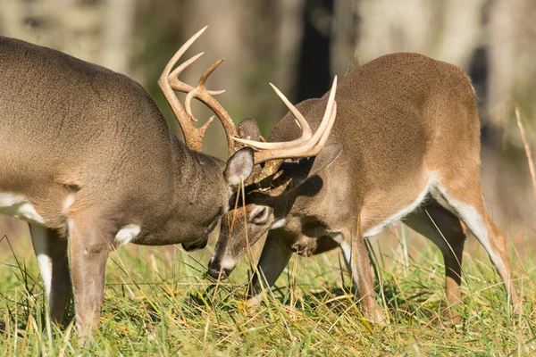 Fehérfarkú szarvas bucks — Stock Fotó