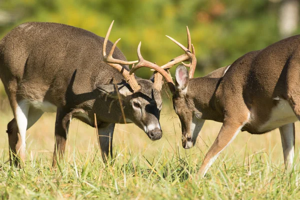 White-tailed deer bucks — Stock Photo, Image