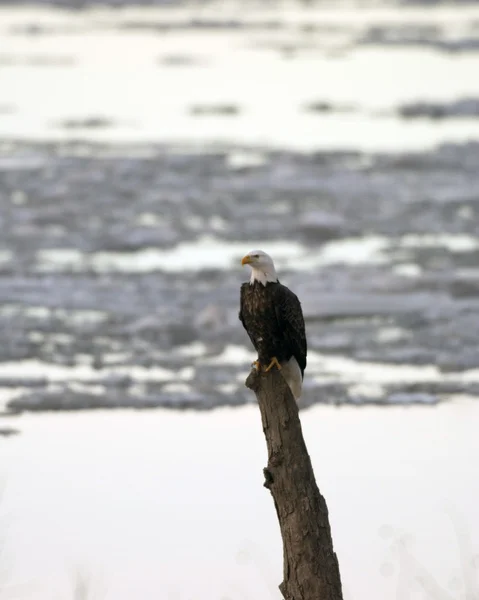 Aquila calva adulta — Foto Stock