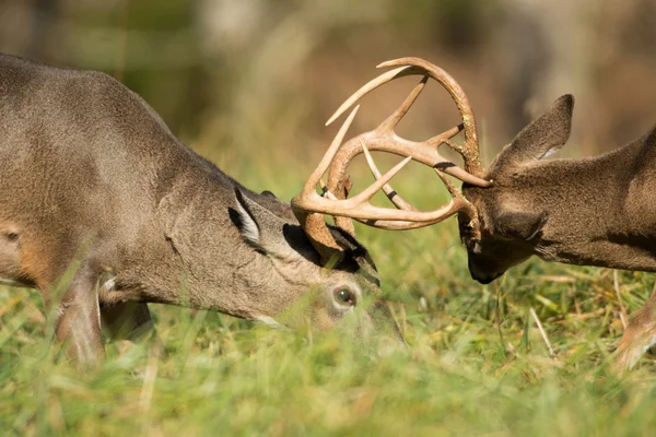 Fehérfarkú szarvas bucks — Stock Fotó