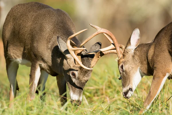 White-tailed deer bucks — Stock Photo, Image