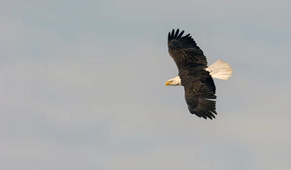 Skallig örn för vuxna — Stockfoto