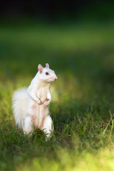 White squirrel in Olney — Stock Photo, Image