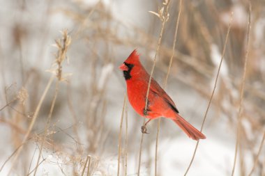 Erkek Kuzey Kardinal