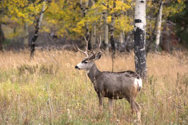 Aspen'de katır geyiği
