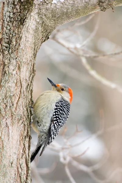 Kadın kırmızı karınlı wodpecker — Stok fotoğraf