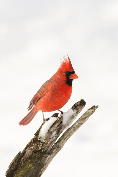 Northern cardinal in winter — Stock Photo, Image