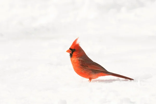 Male northern cardinal — Stock Photo, Image