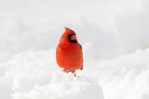 Cardinale maschio del Nord — Foto Stock