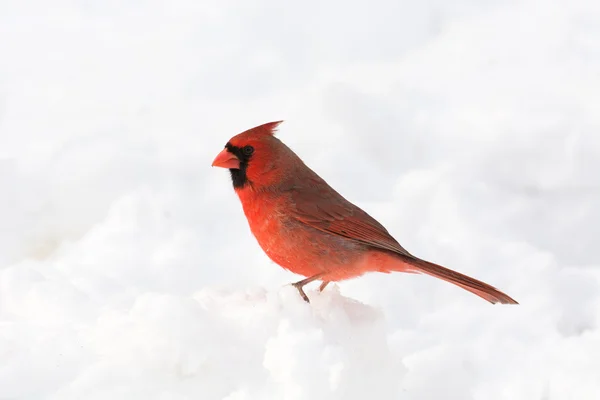 Cardinal du Nord mâle — Photo