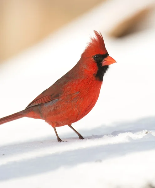 Manliga norra kardinal — Stockfoto