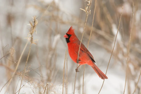 Male northern cardinal — Stock Photo, Image