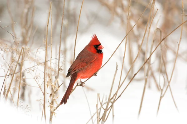 Male northern cardinal — Stock Photo, Image