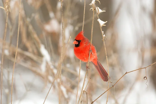 Hombre Cardenal del Norte — Foto de Stock