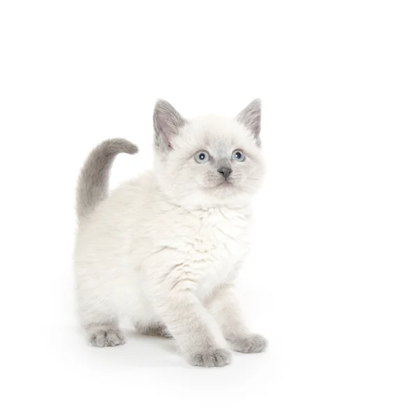 Lindo gatito jugando — Foto de Stock