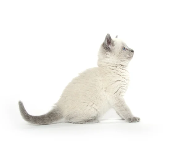 Lindo gatito jugando en blanco — Foto de Stock