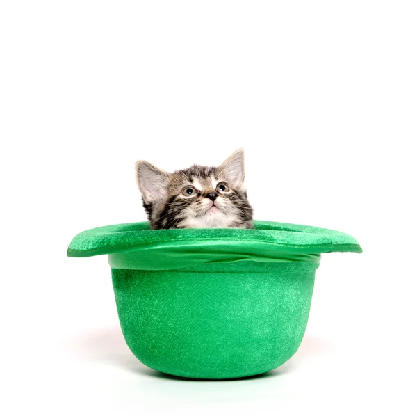 Cute tabby kitten in green hat — Stock Photo, Image