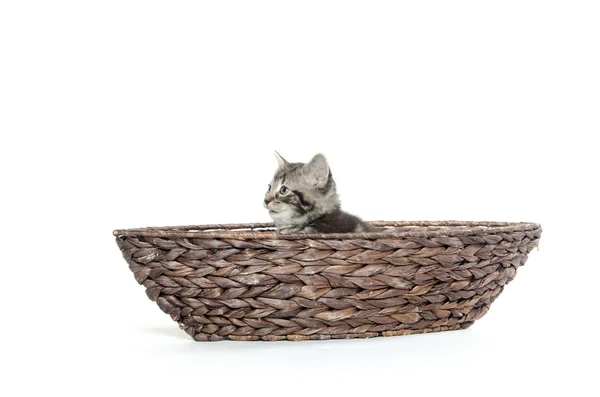 Cute tabby in boat — Stock Photo, Image