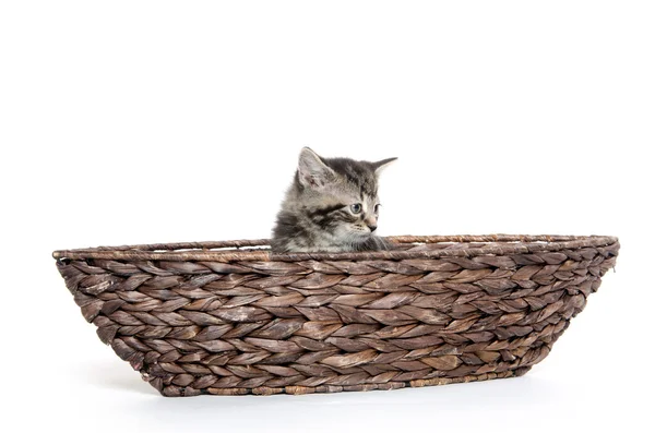 Cute tabby in boat — Stock Photo, Image