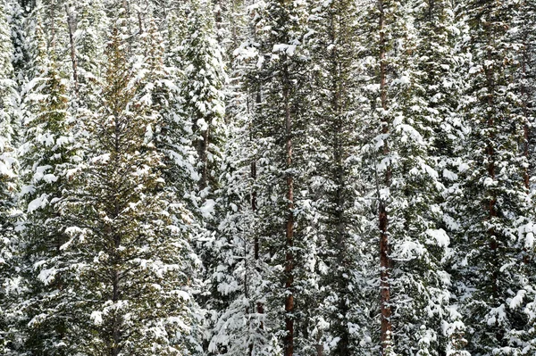 Snow covered mountain — Stock Photo, Image