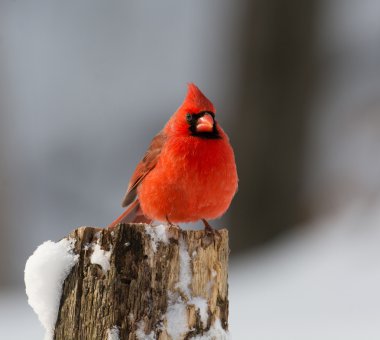 Kışın Kuzey Kardinal