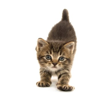 Sevimli tekir lottem