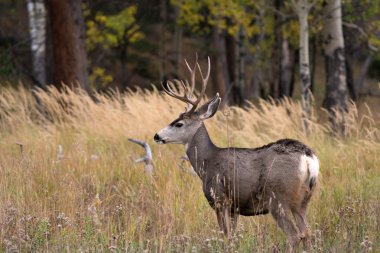 Aspen'de katır geyiği
