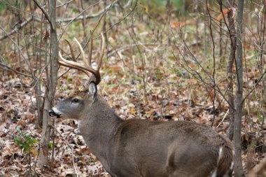 Büyük ak kuyruklu geyik buck