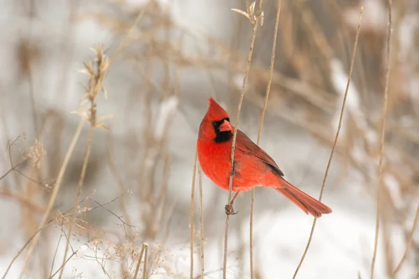 Erkek Kuzey Kardinal — Stok fotoğraf