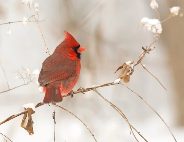 Male northern cardinal — Stock Photo, Image