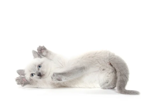 遊ぶかわいい子猫 — ストック写真